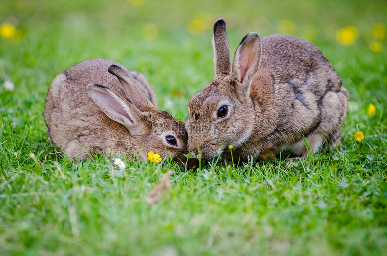 动物 小兔子 兔子