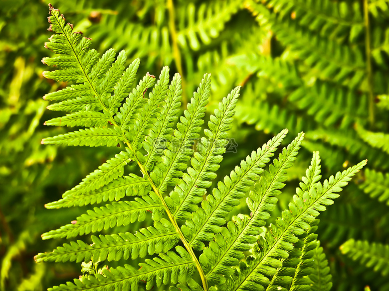 植物学 生态系统 植物区系