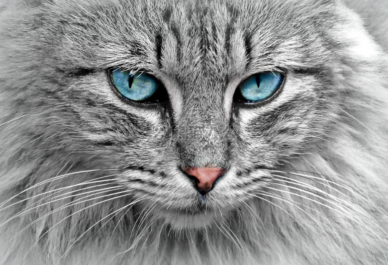 动物 猫 眼睛