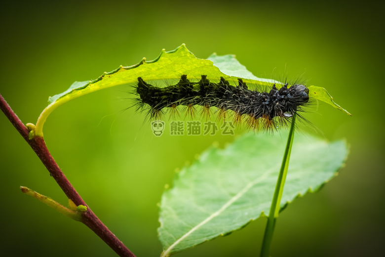 卡特彼勒 特写 毛