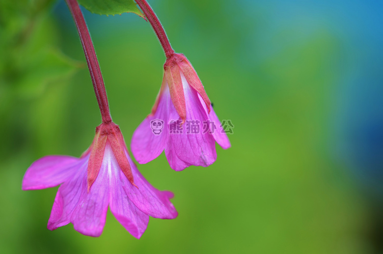 开花 植物区系 花