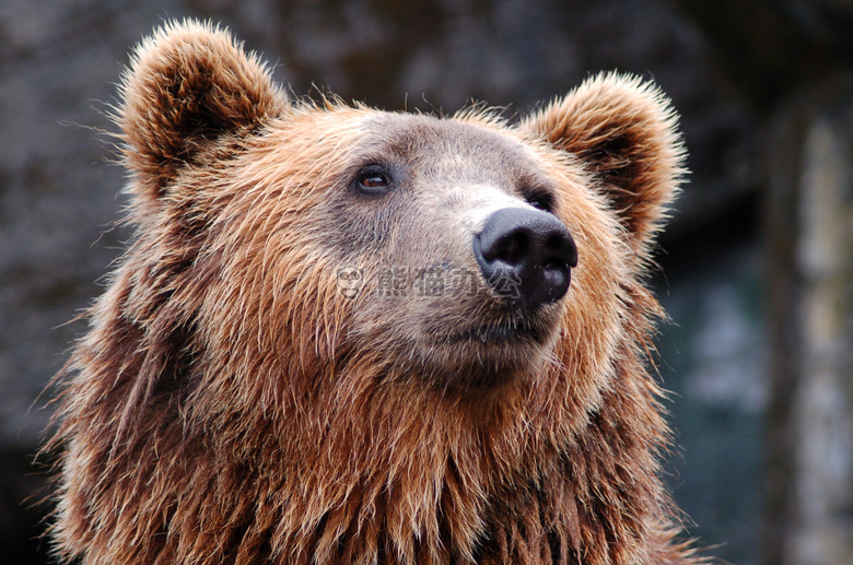 动物 熊 棕色的