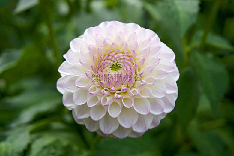 特写 大丽花 花