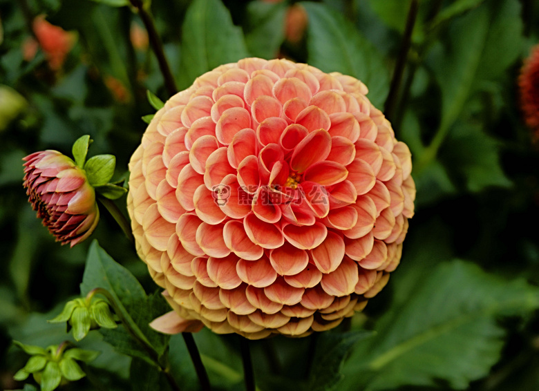 特写 大丽花 花