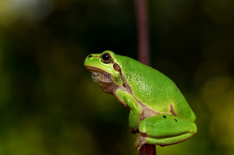动物 青蛙 绿色