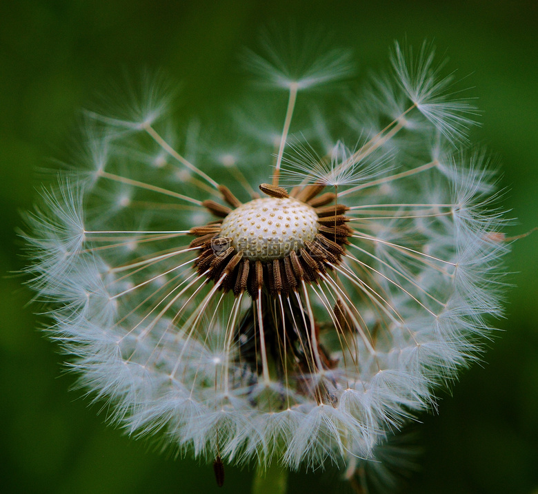 开花 特写 蒲公英