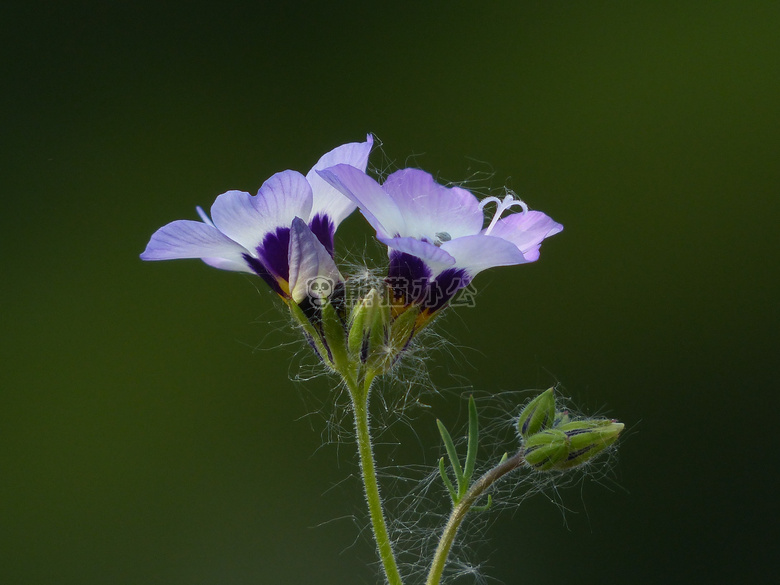 开花 botaniccal 蝴蝶