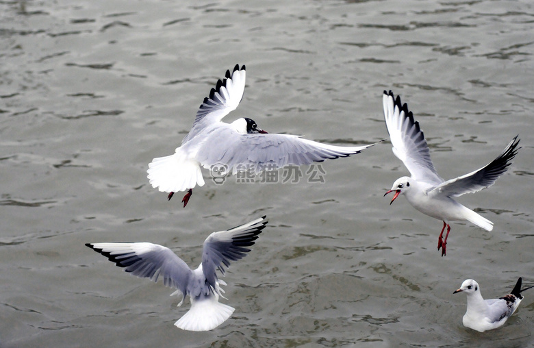 动物 鸟 海鸥