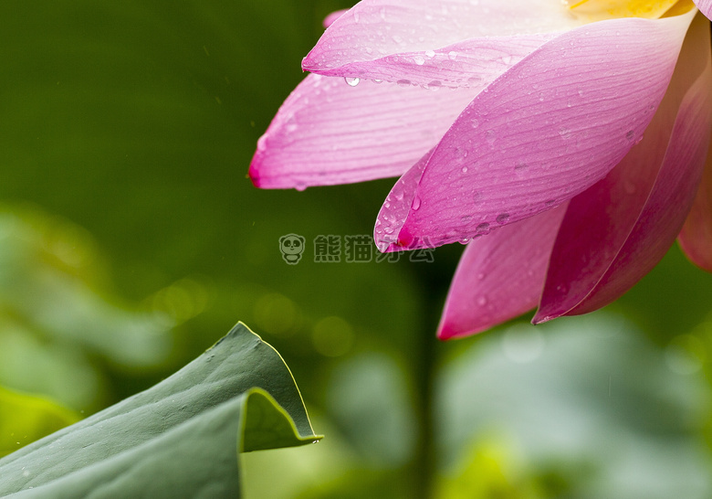 开花 特写 植物区系