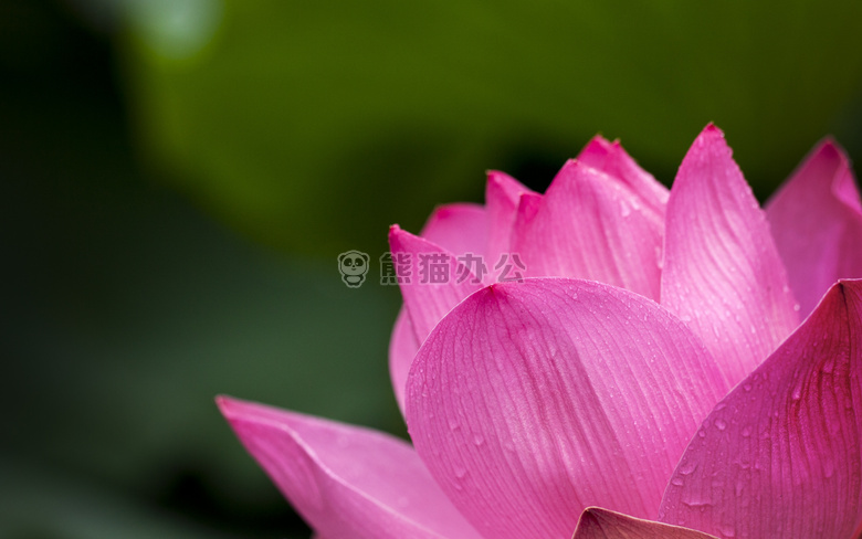 开花 植物区系 花