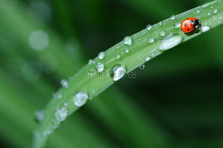 动物 露水 滴