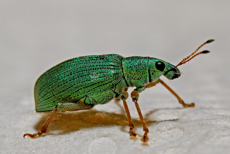 动物 节肢动物 甲虫