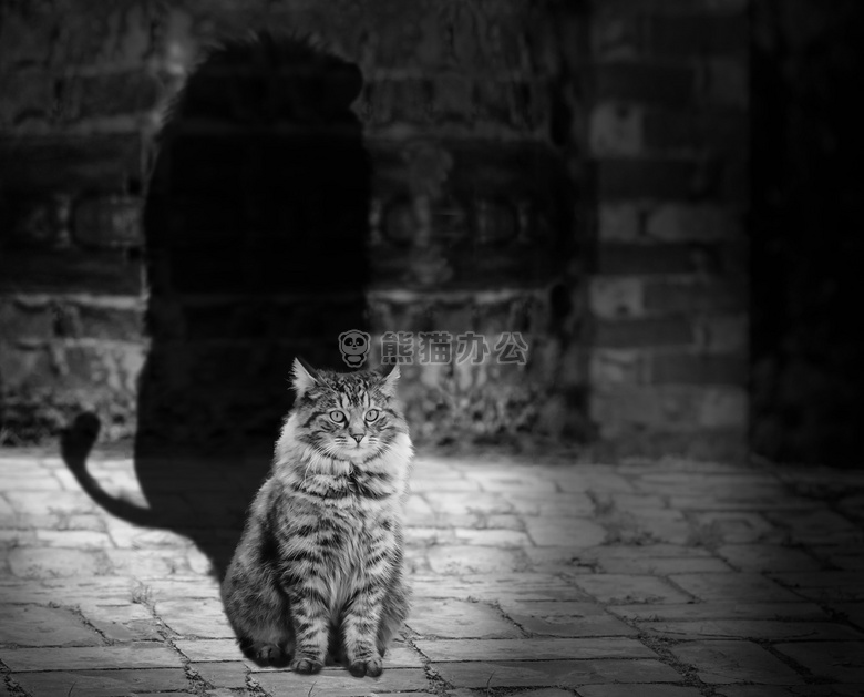 动物 黑白 猫