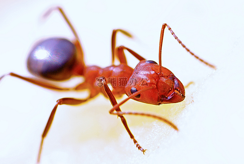 动物 蚂蚁 缺陷