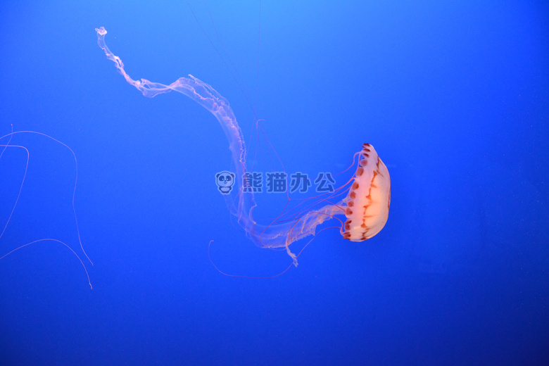 水族馆 水母 海洋