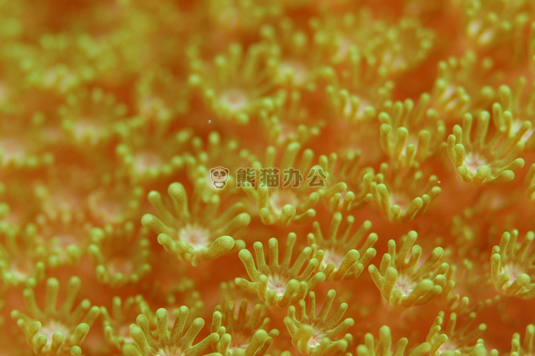 银莲花 珊瑚 海