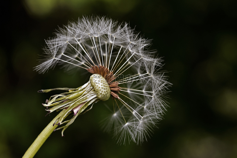 特写 蒲公英 花