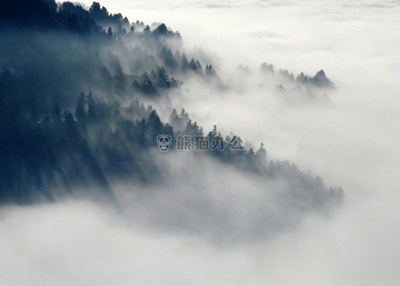 多云的 雾 森林