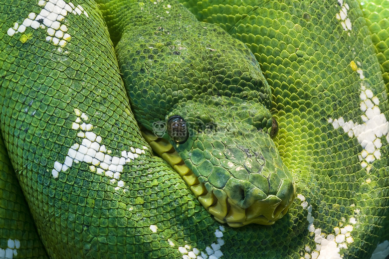 动物 生物 眼睛