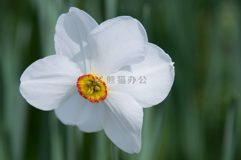 开花 特写 水仙花