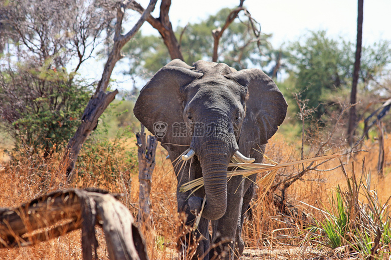非洲 动物 大象