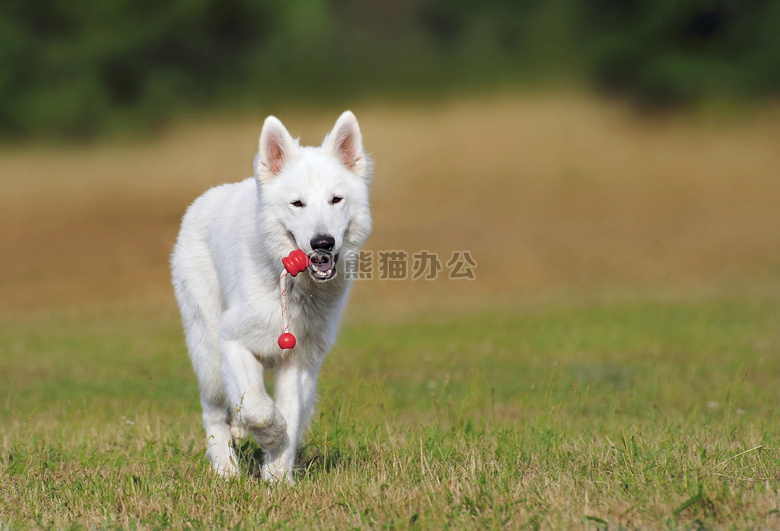 动物 犬 可爱的