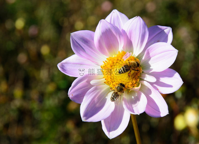 蜜蜂 开花 大丽花