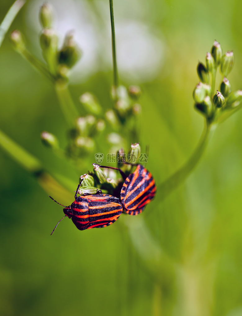 漏洞 Graphosoma 昆虫