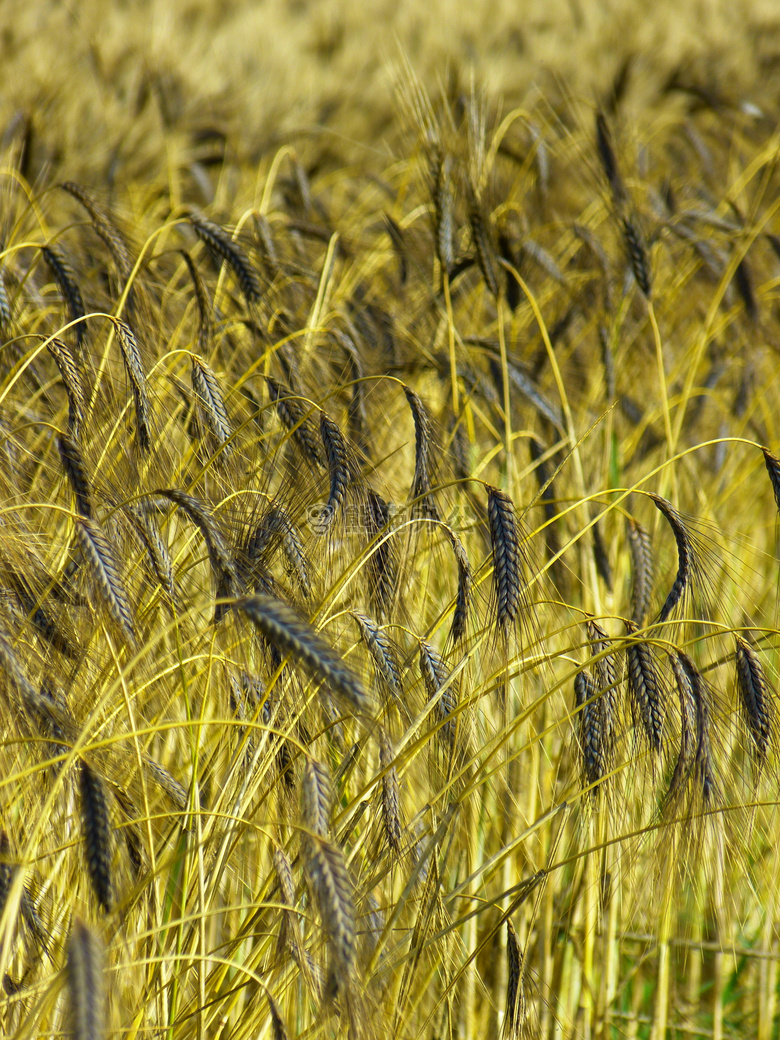 农业 大麦 作物