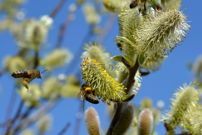 蜜蜂 开花 模糊