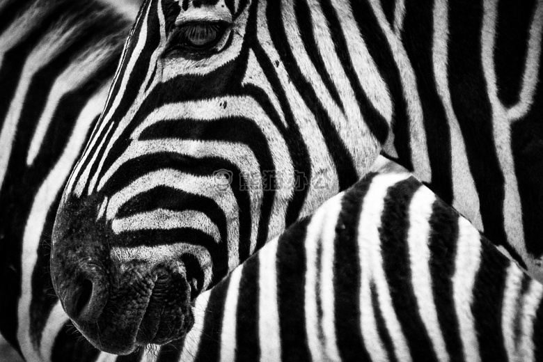 动物 摄影 黑白