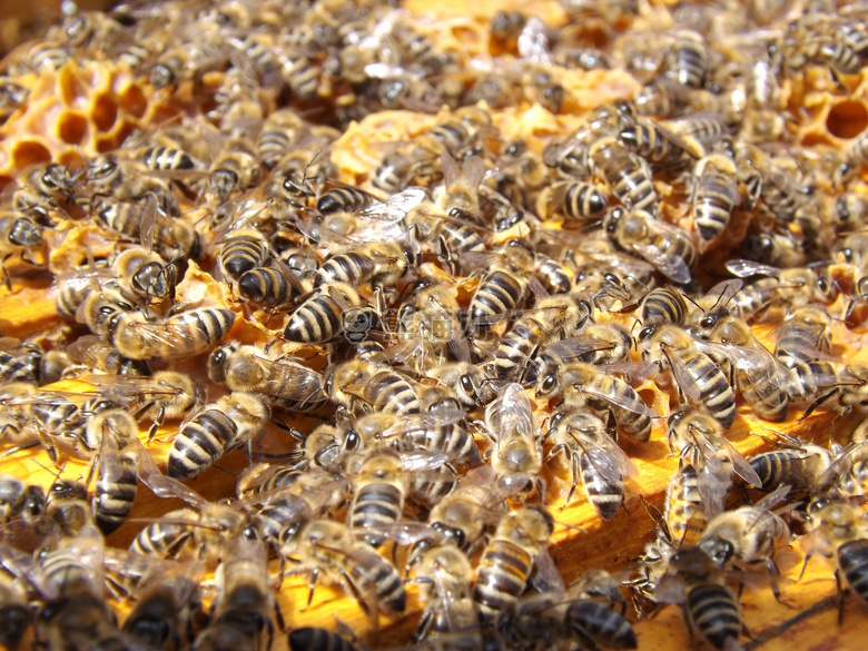 蜂窝 养蜂 蜜蜂