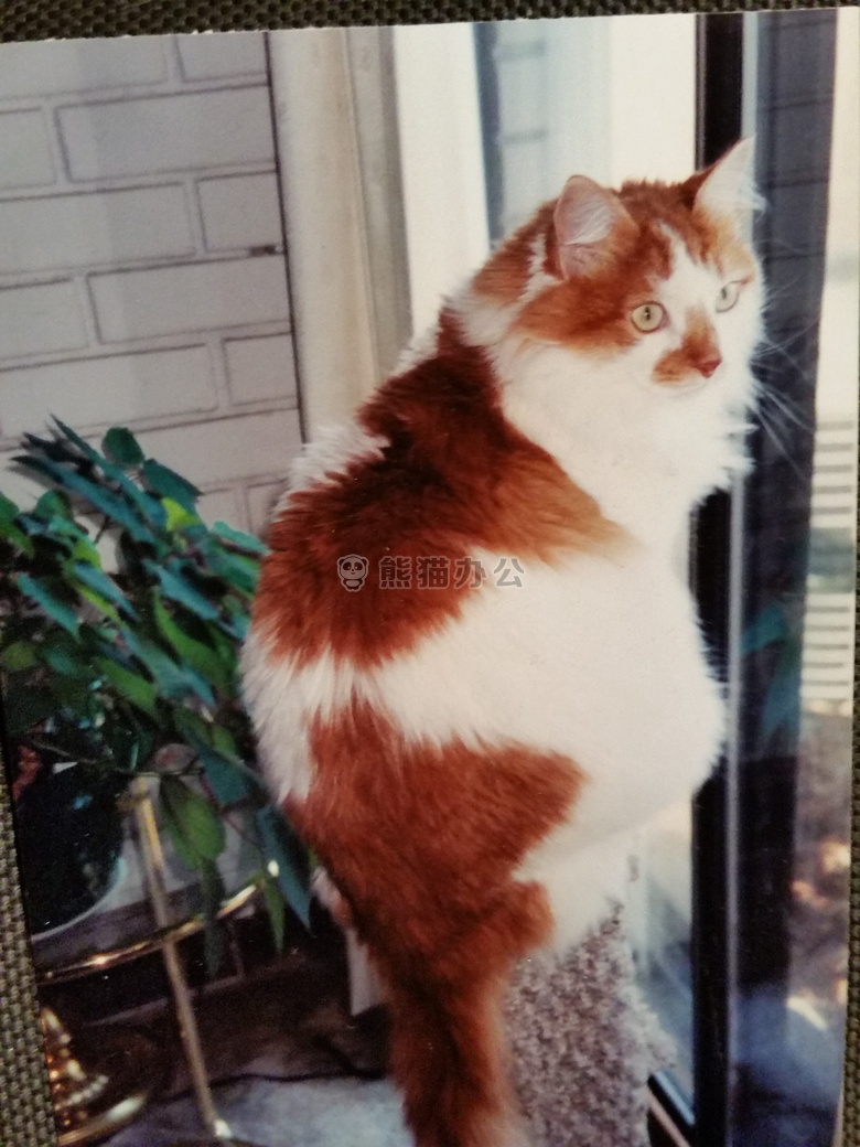 蟑螂合唱团。 安息吧 我的