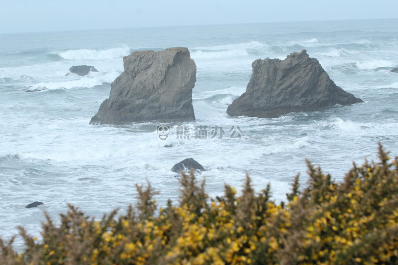 海滩 海岸线 花