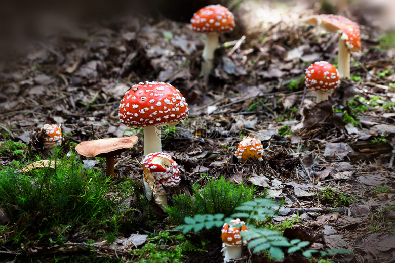 苔藓 蘑菇 自然