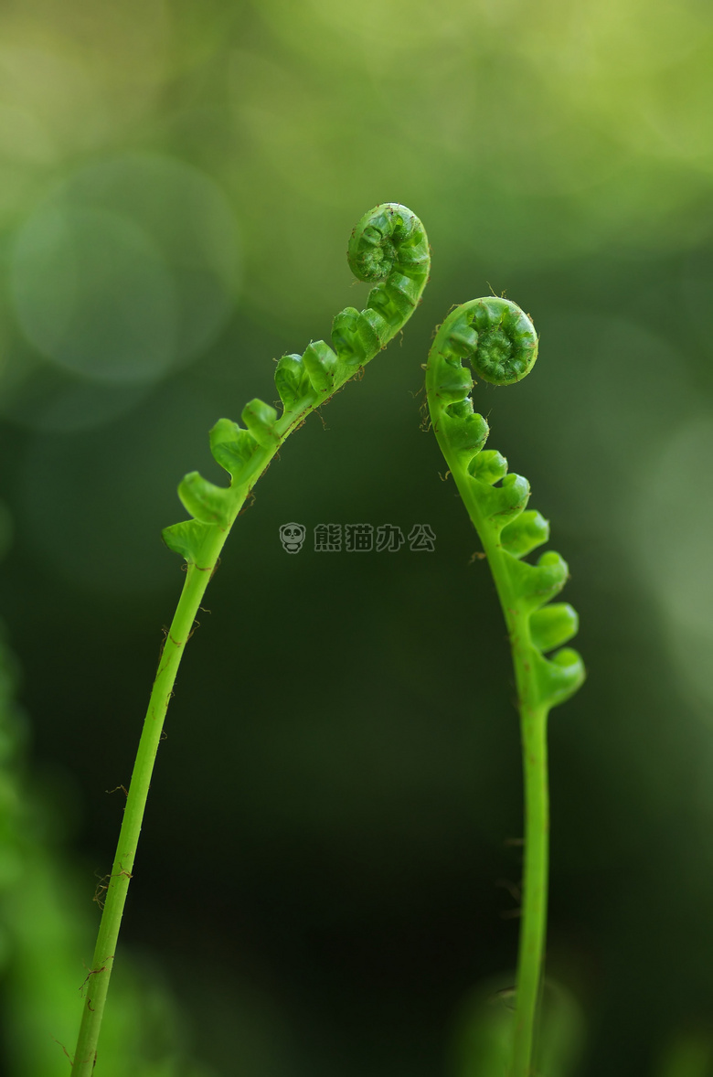 特写 卷曲的 蕨类植物