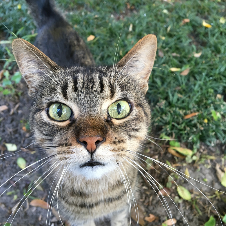 动物 猫 毛茸茸的