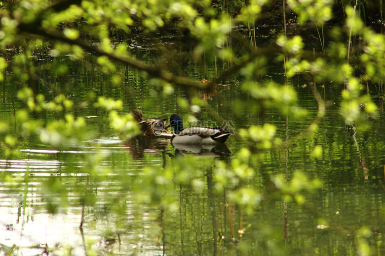 鸭子 绿色 池塘