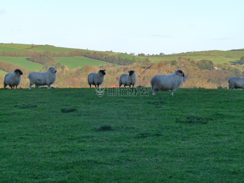 乡村 爱尔兰 羊