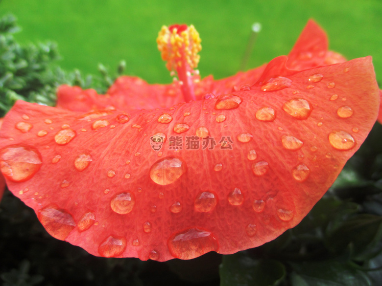 开花 特写 露水