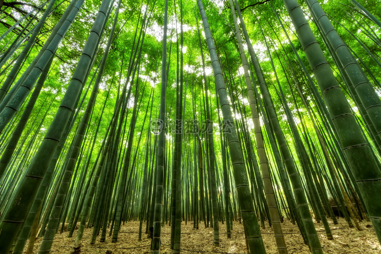 造林 竹 树