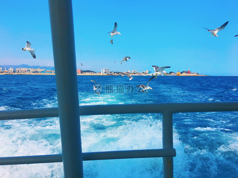 海鸥韩国海