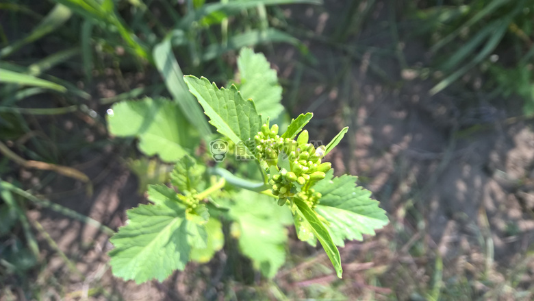 芥末 植物