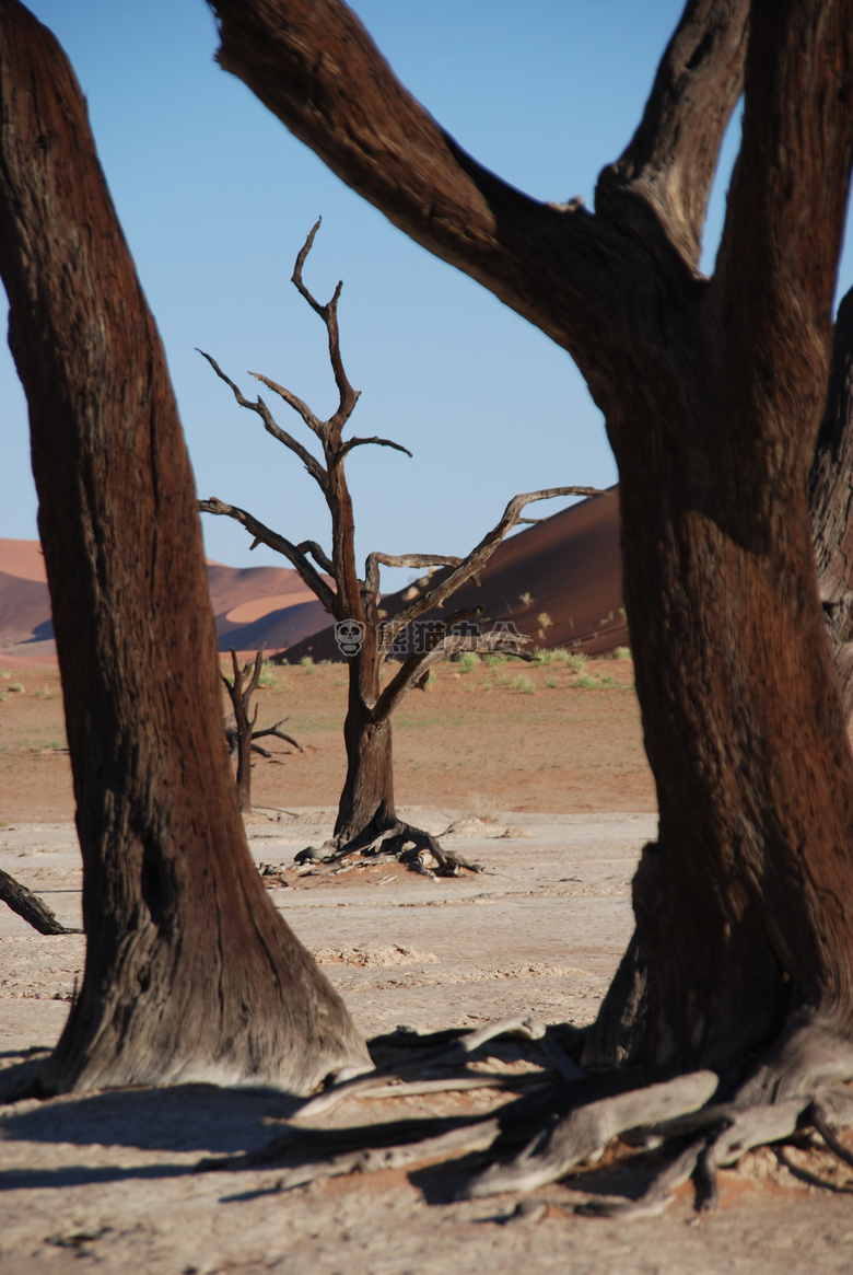 非洲 干旱 沙漠