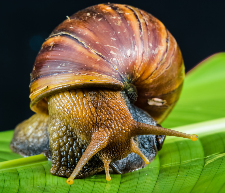 动物 生物学 特写