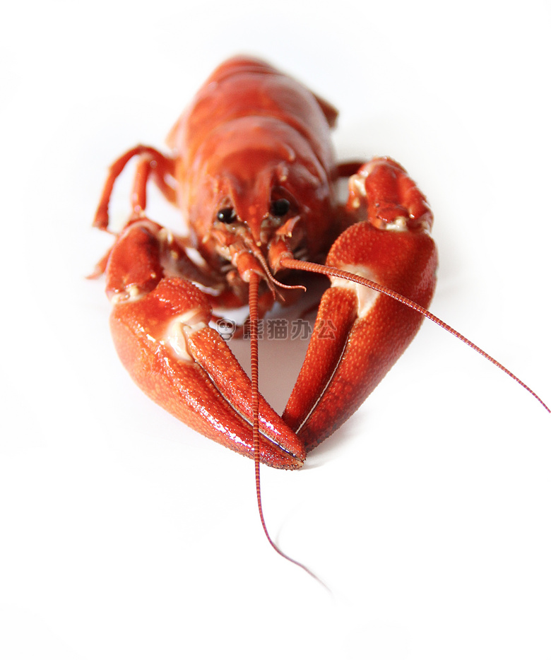 小龙虾 甲壳动物 红色