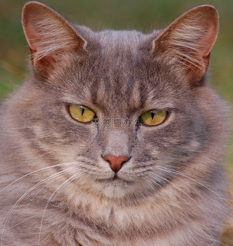 动物 猫 特写