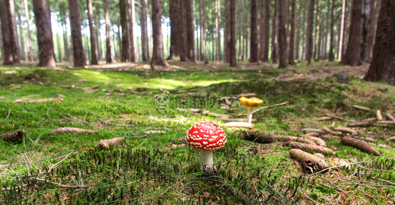 森林 草 蘑菇