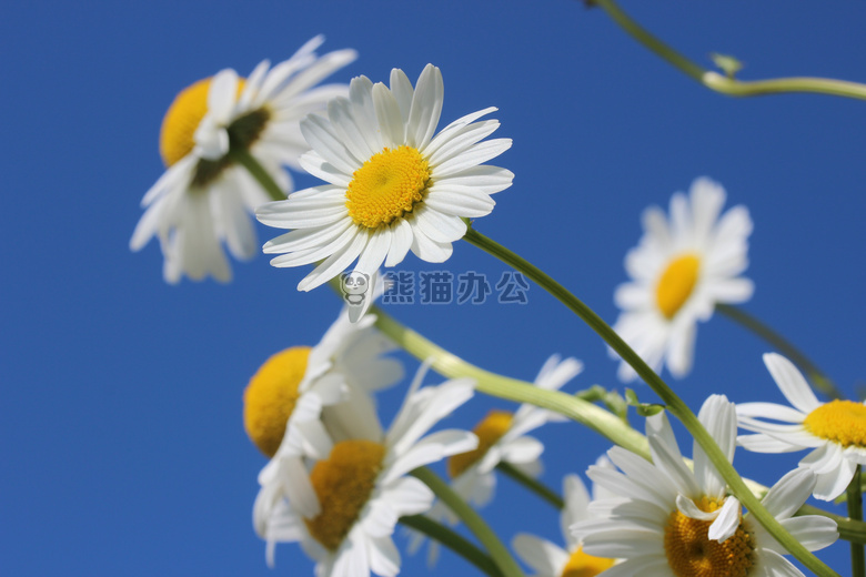 开花 洋甘菊 植物区系