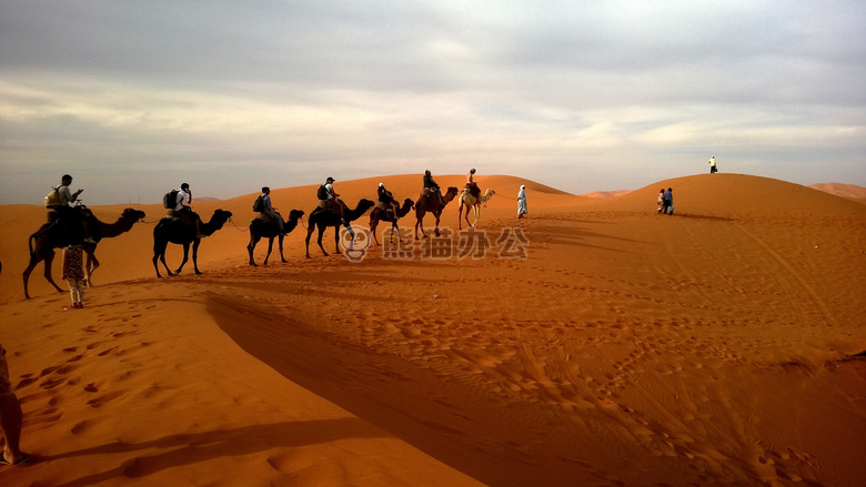 骆驼 沙漠 景观